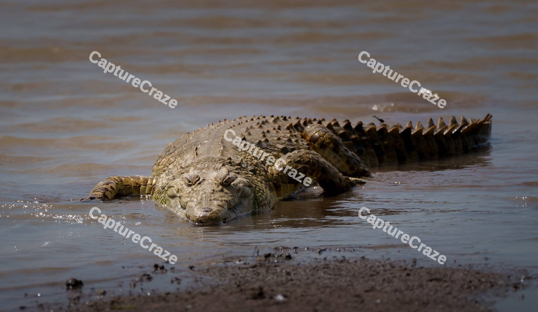 Nile crocodile resting on seashore